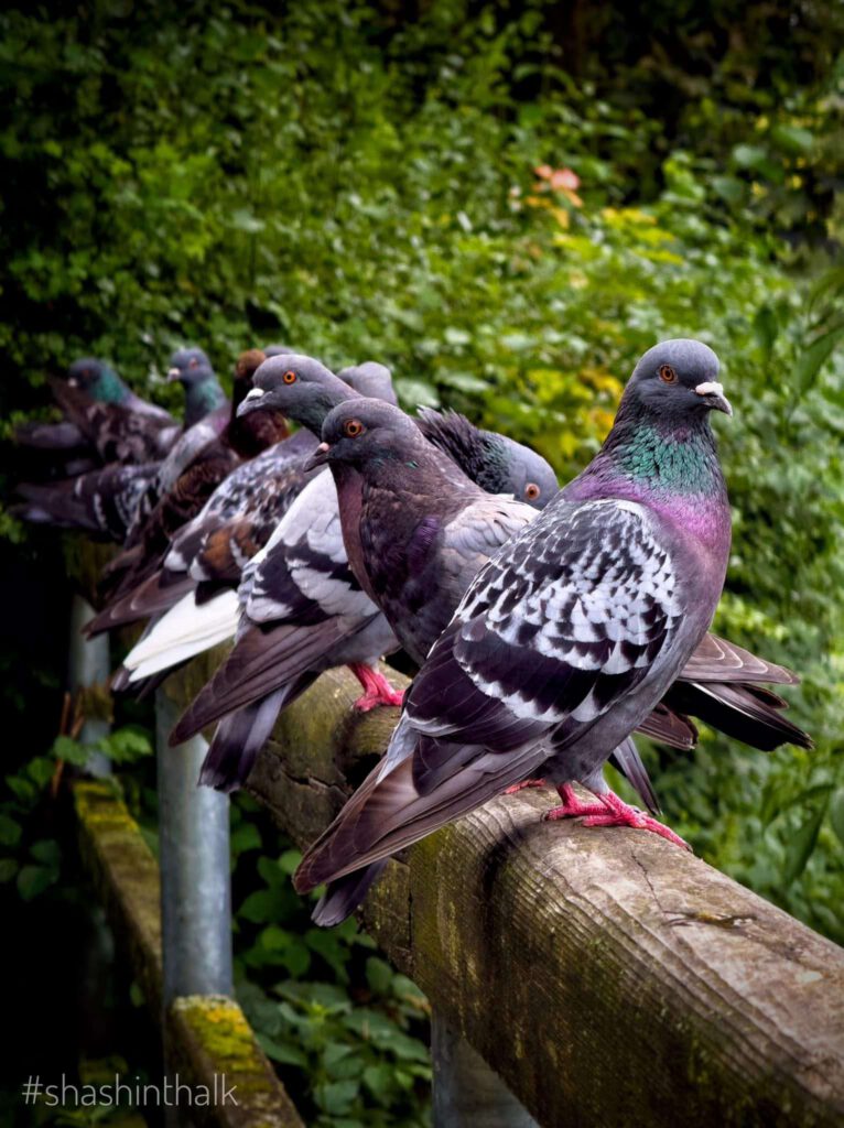 Pigeons on a wooden railing