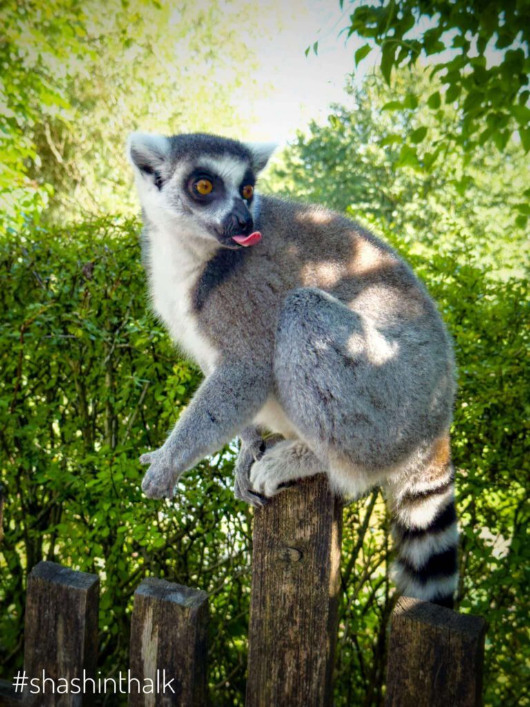 Ring-tailed lemur